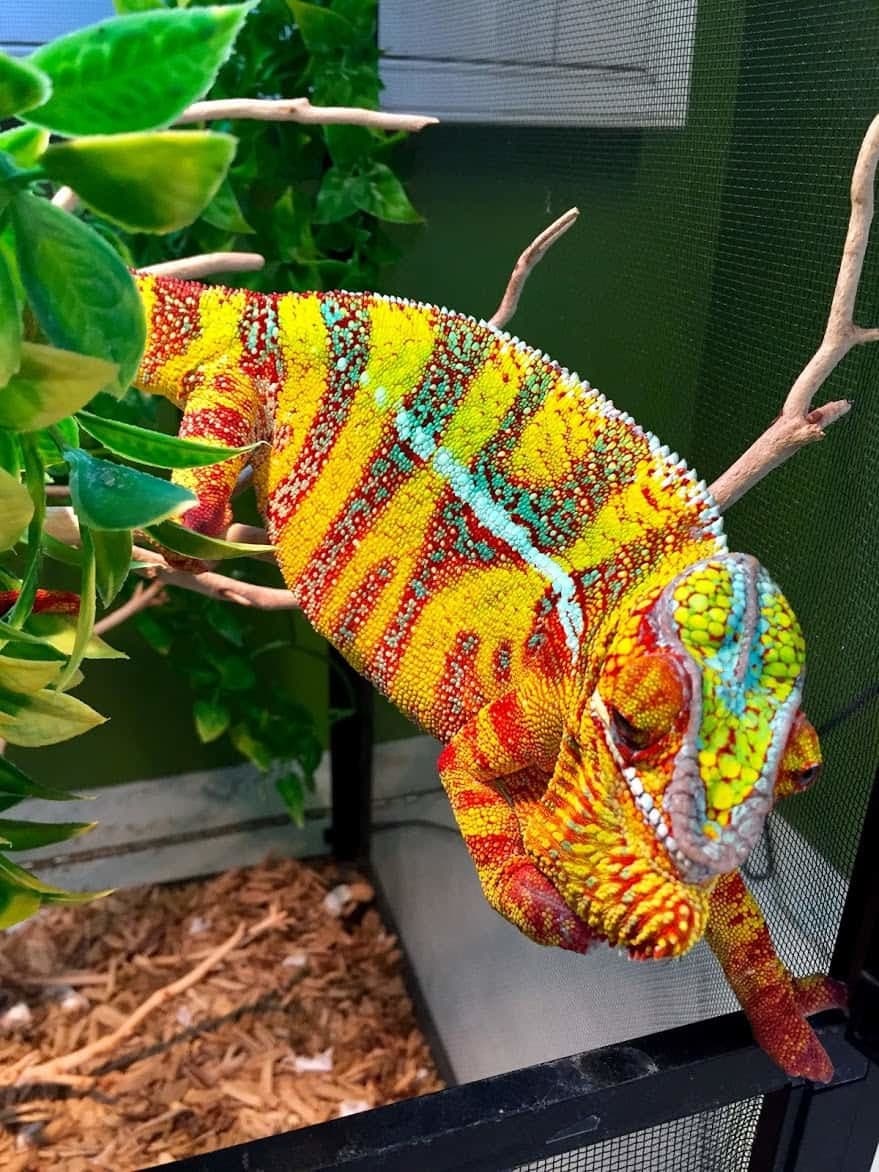 hybrid-panther-chameleon-sale