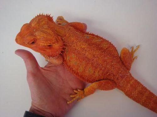 red-bearded-dragon-for-sale