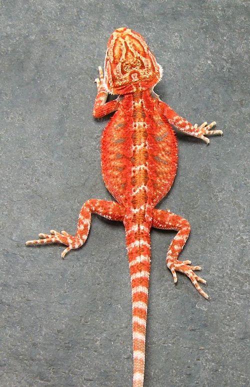 red-bearded-dragon