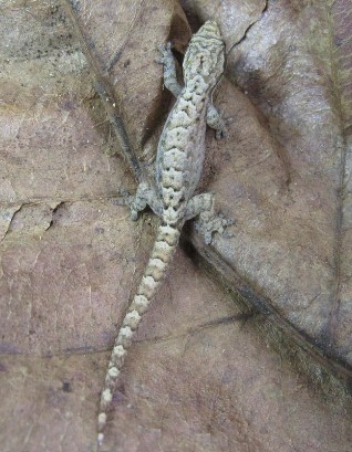 day gecko