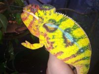 baby-panther-chameleons-for-sale
