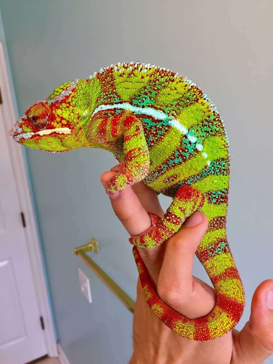 designer-hybrid-panther-chameleon