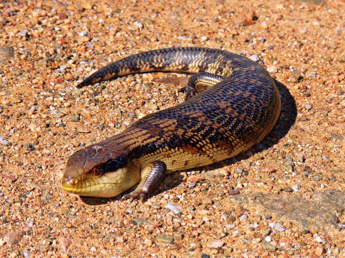 Blue Tongue Skink In Philippines