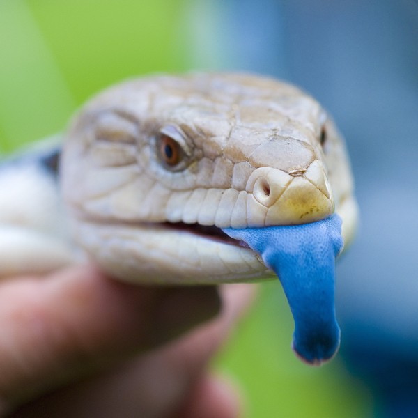 Blue Tongue Skink In Spanish