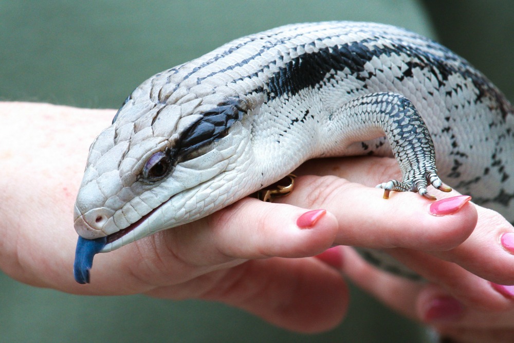 Blue Tongue Skink In Spanish