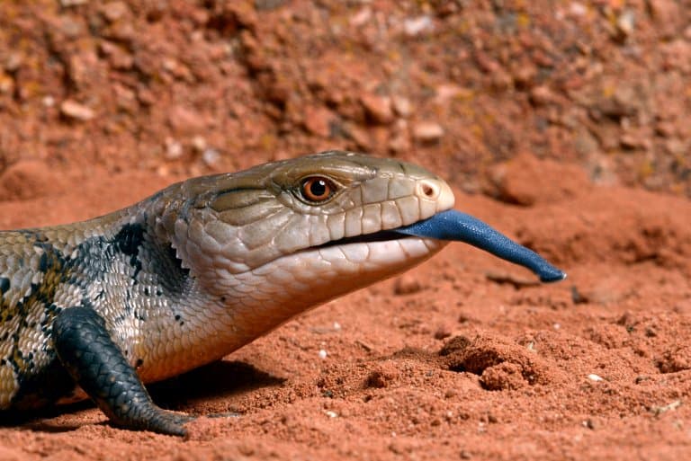 Blue Tongued Skink Max Speed